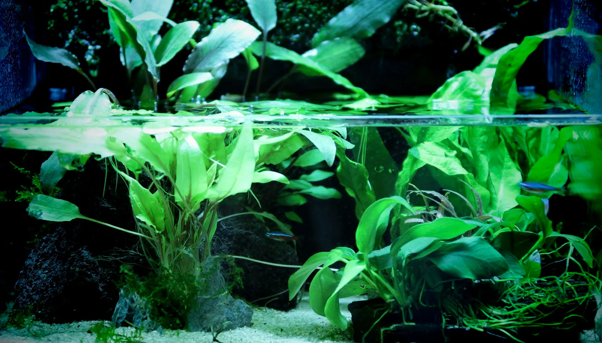 AquaFrond Aquascaping