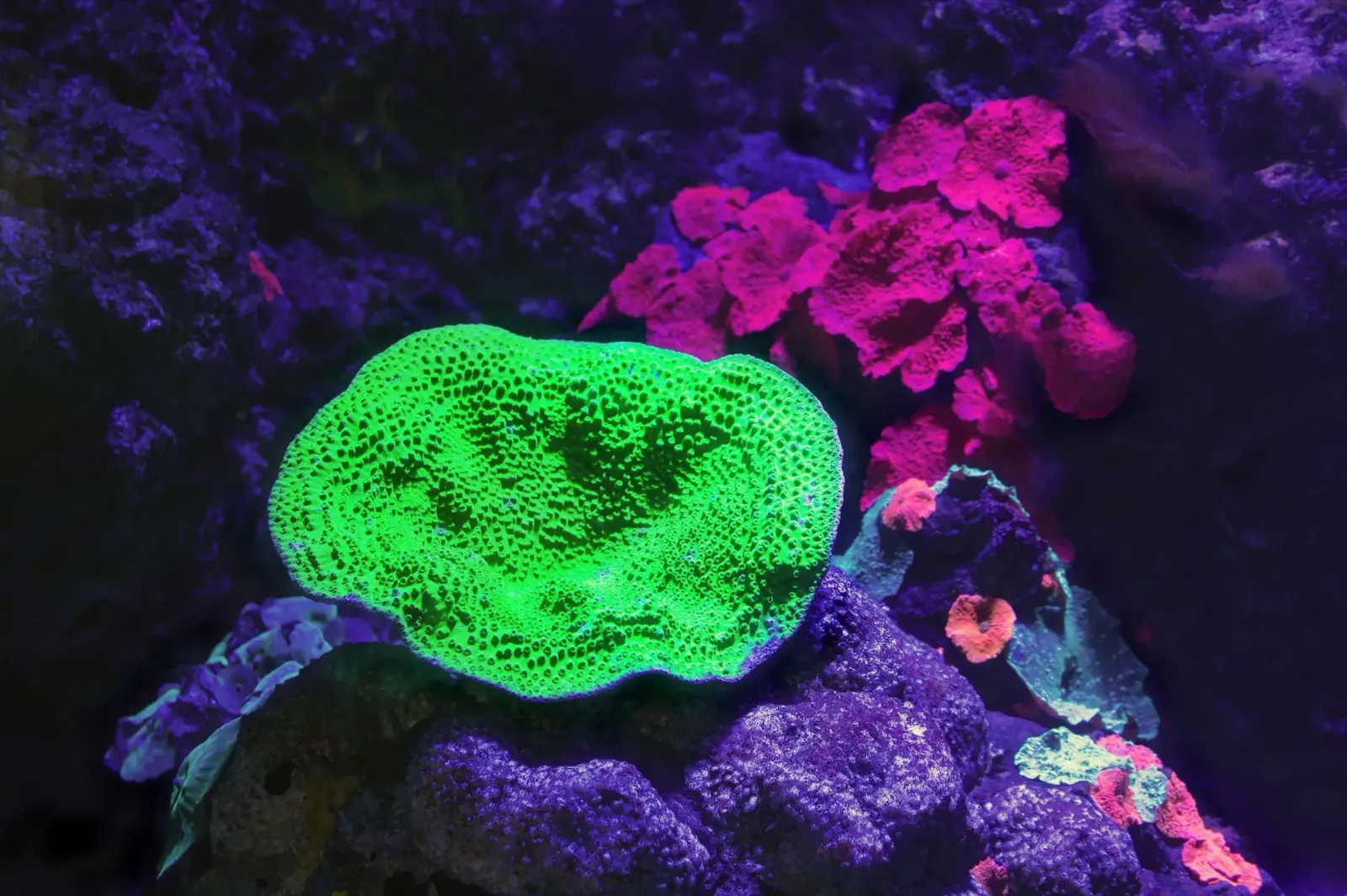 ReefGrade Reef aquarium